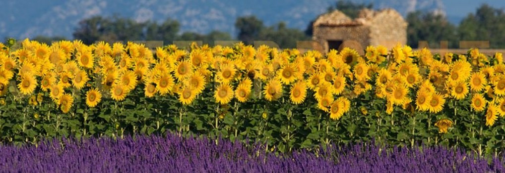 (Nederlands) Lavender field in the Provence